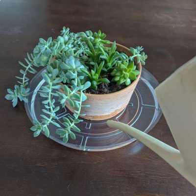 Bottom Watering Potted Plant Tray