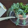 Bottom Watering Plant Tray - Image 3